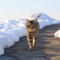 寒い地域の野良猫達はどう暮らしてる？７つの過ごし方