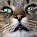 猫が『くしゃみ』をするのはどんなとき？5つの原因と対処法