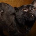 多くの猫や犬、牛までもいたネグレクトの案件から救出された1匹の黒猫