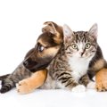 猫と犬の『大きな違い』4つ！記憶や言語能力など両者の個性がわかる違…