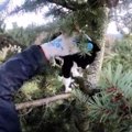高さ約30mの木の上に猫が…決死の救助活動がスタート！