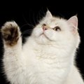 猫が片手を上げている時の心理4つ　あげっぱなしは大丈夫？