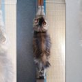 『伸びた猫は襖一枚分』説が浮上！話題の画像にネット民騒然！