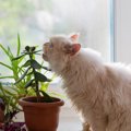 猫が死んでしまう『危険植物』5選　誤飲・誤食してしまったときの対処法