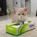 ティッシュ箱で遊ぶマンチカン子猫ちゃん♡ 4連チャンではしゃぐ姿にメロメロ