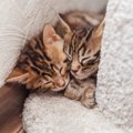 猫が短時間で『寝場所をコロコロ変える』理由3つ　安眠のために改善す…