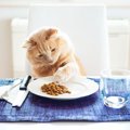 猫が『好きな食べ物』TOP3！与える際に必ず注意すべきポイントは？