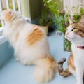 人懐っこい猫と人見知りの猫にはどんな特徴がある？