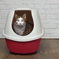 猫トイレの囲いがおしゃれ！おすすめ商品５選