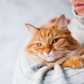 エキノコックスが猫に感染した時の症状や検査の方法