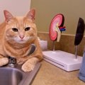 猫の「初期腎不全」療養食はあげてもいい？