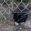 フェンスに挟まり身動きのできない子猫…発見者の悲痛な声に駆け付ける！
