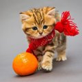 猫にオレンジを与えてはいけない！食べたときの対処法