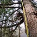 コヨーテに追われ木に登った猫…決死の救助活動の行方は！？