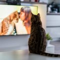 猫が『テレビ』をじっとみつめる理由3つ