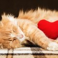 猫が心臓病になった時の症状や原因、治療の方法