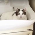 猫に訊く洗面所の使い方。フィードバックが早いCoolな猫ちゃん