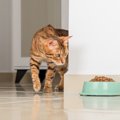 猫のベストな『食事場所』3選　環境作りで注意するべきポイントとは？