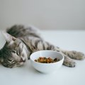 猫が『今までのご飯』を食べなくなる５つの原因と対策