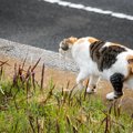 『捨てられた猫』に起こる４つの悲劇