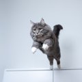 猫の「ジャンプ力」にまつわる話　体の5倍の高さが飛べるって知ってた…