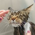 猫の苦手意識を和らげる『入浴方法』4つ