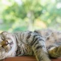 緊張する猫をリラックスさせる６つの方法