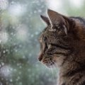 猫が梅雨時期にかかりやすい病気４つ