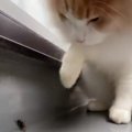 【話題】イマドキ猫は虫が苦手！？大型猫さんのお茶目な一面