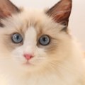 『穏やかな性格』といわれる猫種4選！それぞれの特徴や魅力に注目♡