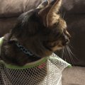 猫に洗濯ネットを活用する6つの方法