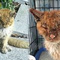ひどい疥癬にかかった猫…手厚い治療で驚きの美姿へ！