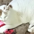 4年闘病の末亡くなった愛猫はすごい子だった！｜LAYLAのペットリーデ…
