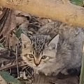 松林に遺棄された子猫…生き延びた理由に感動！
