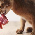 猫は肉食！肉と魚どっちが好きか実験してみた！