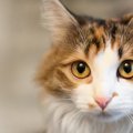 『愛情不足を感じている猫』に起こる5つの変化と予防策