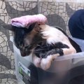 『まだ出たくない！』何度も湯船に舞い戻る猫に「お風呂好きのネコっ…