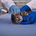 猫の耳血腫について　症状と原因や治療・予防法