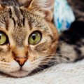 猫の瓜実条虫 症状や駆除する方法、予防の方法