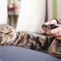 猫の健康維持に繋がる『ツボ』4選♡　それぞれのマッサージ方法も解説！