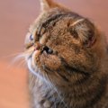 猫に”鼻くそ”がつく原因と考えられる病気