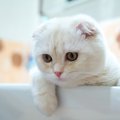 猫がお風呂場をのぞきに来る心理4選　苦手な場所のはずなのに、なぜ？