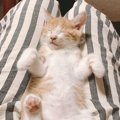 猫が「寝やす～い」と思っている飼い主の身体の部位４選