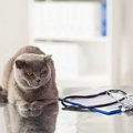猫専門のお医者さん8選！特徴や料金アクセス方法