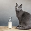 猫は人間が飲む牛乳を飲んでも大丈夫？