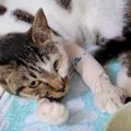 負傷してセンター収容された子猫…苦難を乗り越えつかんだご縁とは？
