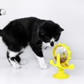猫が喜ぶ「知育トイ」のススメ！一緒に遊べないときにも便利な、本能を刺…