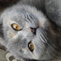 猫のストレスを軽減する4つの方法　サプリやスプレーは効果があるの？