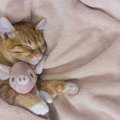 平均睡眠時間は12～16時間！あなたの愛猫はちゃんと寝れてる？