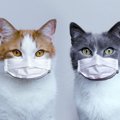 猫の『免疫力低下』につながる要因6つ！下がった場合のリスクも合わせ…